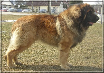 sire:Aloeus Domus Corona